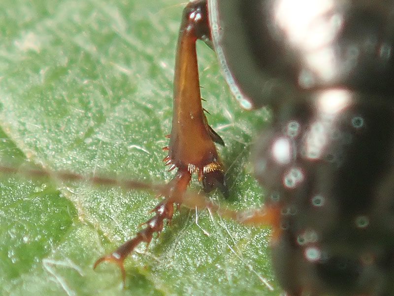 Carabidae: quale Harpalus? Amara fulvipes